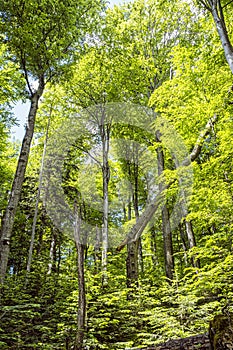 Primeval forest Stuzica, National Park of Poloniny, Slovakia