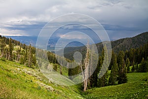 Primeval forest at Tetonia