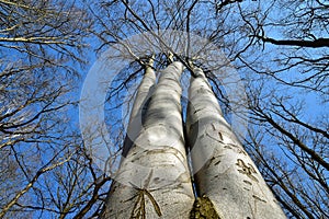 Primeval forest tree