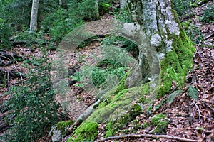 Primeval forest under Mount Olympus with European Box bushes during spring