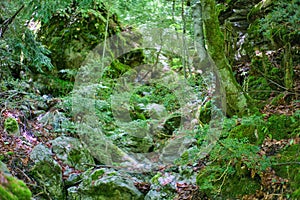 Primeval forest under Mount Olympus with European Box bushes during spring