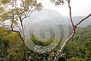 Primeval jungle forest view with fading hills in background