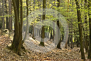 The primeval oak forest