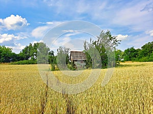 Primitive abandoned house in a wheat field