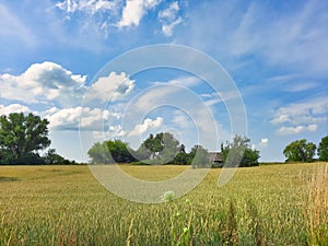 Primitive abandoned house in a wheat field