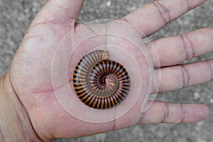 Primitive animal species