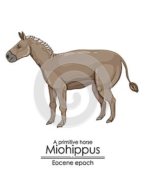 A primitive horse Miohippus