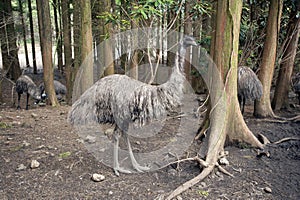 A primitive-looking emu bird