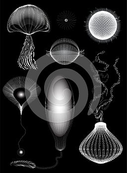 Primitive organisms set, jelly, unicellular