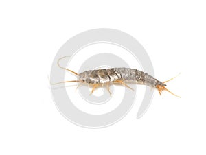 Silverfish Lepisma saccharina on white