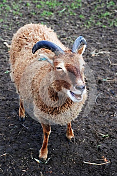 Primitive Soay Breed