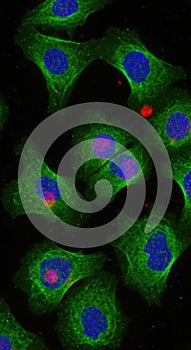 Primitive stem entity: primordial cell, formative particle, totipotent structure, nascent element, progenitive unit
