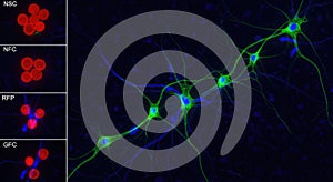 Primitive stem entity: primordial cell, formative particle, totipotent structure, nascent element, progenitive unit