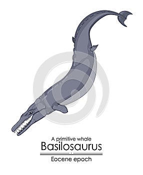 Basilosaurus