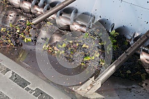 Primitivo grape in destemmer in a winery, production of red wine, Manduria, Puglia, Italy