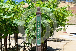 Primitivo red wine grape variety outdoor sign on metal vertical post in summer vineyard