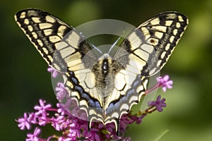 macro fotografia primo piano di una farfalla photo