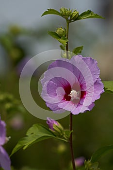 Primo piano di fiore Ibiscus photo