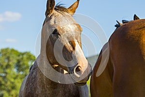 Primo piano frontale di cavallo Maremmano