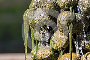 Primordial soup. Slippery green algae covered waterfall garden f