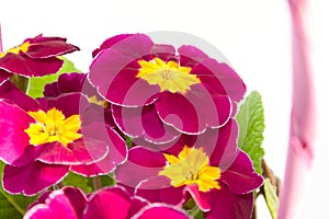 The primorse bouquet in the basket close-up