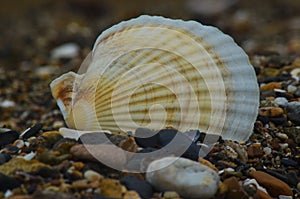 Primorsky Krai Bay Romanovka, rocks lifted by the sea, summer on a hot day, the texture of natural stone is very beautiful