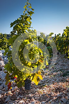 Primosten Babic Vineyard