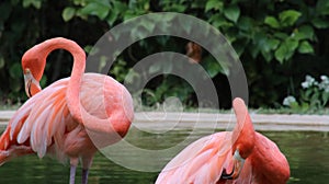 Primping Flamingos