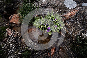 Primrose alpine flower at Mountain Lake in Kazakhstan