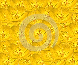 Primrose Angle Pattern