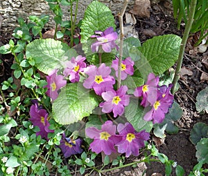 Primrose announce the coming of spring
