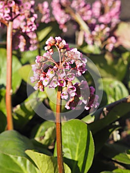 Primrose Badan, Bergenia or elephant-eared saxifrage, elephant`s ears in early spring close-up, native to central Asia