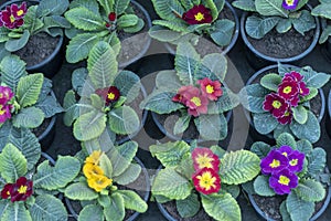 Primrose beautiful plants in spring