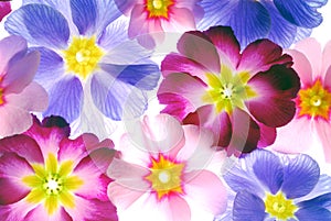 Primrose Blossoms Background