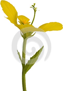 Primrose clipart. A cute Primrose flower icon. AI-Generated.