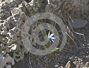 primrose copse stone pumice spring Botanical garden flower plant bloom blue