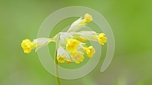 Primrose family primulaceae. Cowslip primrose or primula veris, plant blooming. Close up.