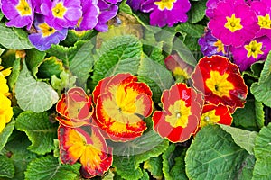 Primrose flower