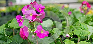 Primrose flower closeup