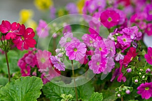 Primrose flower closeup