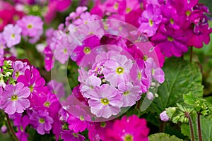 Primrose flower closeup