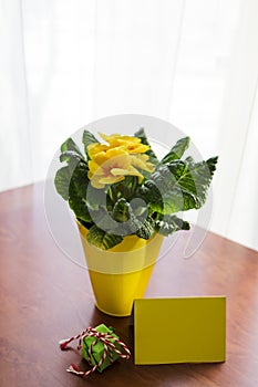 Primrose Flower Green Gift
