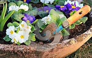 Primrose flower and little shovel