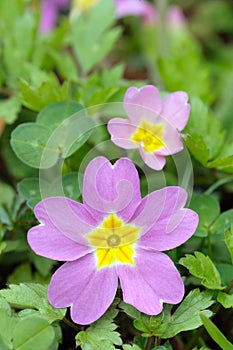 Primrose flower (primula vulgaris sibthorpii)