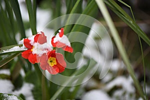 Primrose flower in red and yellow covered in snow taken in Sussex England