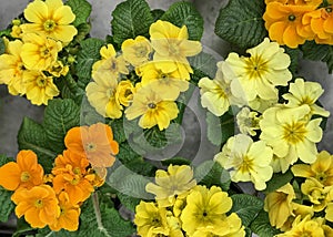 Primrose Flowers in the Flowerpots Top View on Concrete Background Natural Light Selective Focus