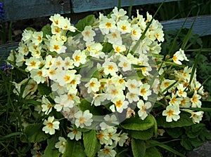 The primrose flowers in the garden on the springtime