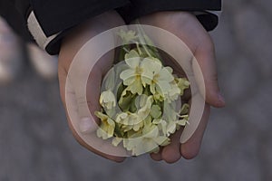 Primrose flowers in hand.