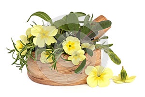 Primrose Flowers and Herbs