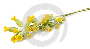 Primrose flowers